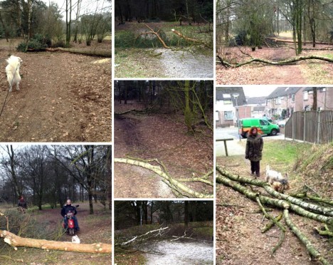 de overlast van afgezaagde bomen en takken