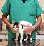 dierenartsen in Helmond