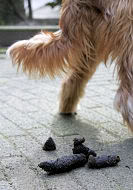 hondenpoep in Helmond