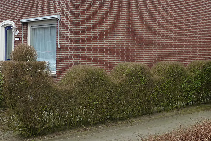 Helmond