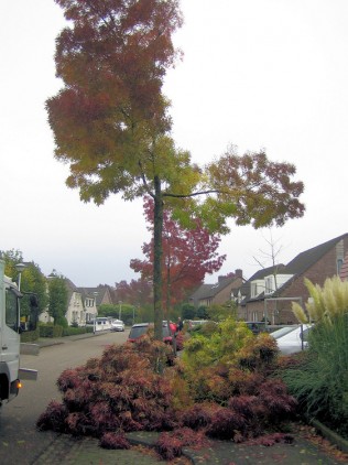 gesnoeide Fraxinus Excelsior Jaspidea bij de buurman