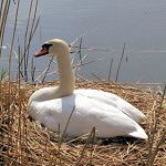 archieffoto zwaan in kwestie archieffoto zwaan in kwestie