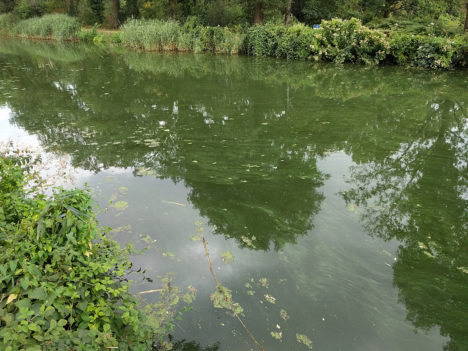 Foto door het waterschap van de blauwalgen in het Eindhovens Kanaal
